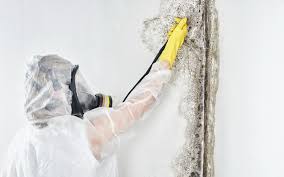 Best Post-Construction Mold Inspection  in Dixon, MO